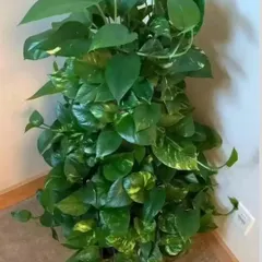 A lush and full Golden Pothos, or Money Plant, ready to brighten up a corner. These are very easy to grow and can be trained to climb or trail down.