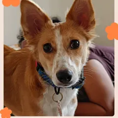Look at that face! This is Foxie, now a confident and happy girl in her forever home. Her bright eyes and perky ears tell a story of love and security that every rescued Indie deserves.