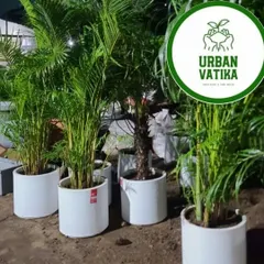 Beautiful fiber pots with Areca Palms ready for delivery.