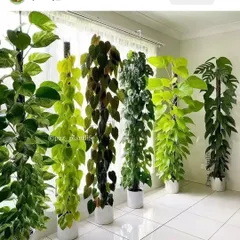 A stunning collection of tall vining plants trained on moss poles, including various Philodendrons and a Monstera. This is how you create a vertical indoor jungle.