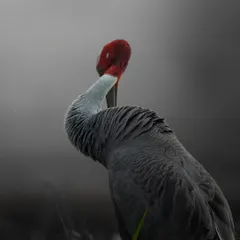 A Sarus Crane in the misty morning at Dhanauri Wetland. The soft light and moody atmosphere create a poignant portrait of this magnificent bird, the tallest flying bird in the world.