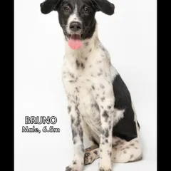Meet Bruno, a handsome 6.5-month-old male with the most expressive eyes. His playful nature and friendly disposition make him a perfect addition to any family looking for a fun-loving dog.
