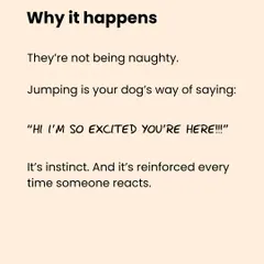Here's why your dog jumps on people. It's not bad behavior; it's an instinctual, excited greeting. Understanding the 'why' is the first step to effectively managing the behavior.