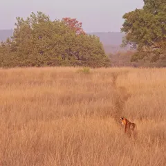 A tiger stands in a vast meadow, carving a path through the tall grass. The scene, set in the soft glow of a wintry evening, captures the immense scale of the wilderness these animals inhabit.