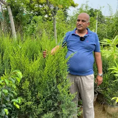 A beautiful, lush green Juniperus topiary, perfect for adding structure and formal elegance to a landscape design.