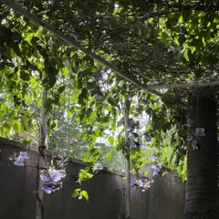 The morning light filters through the leaves of the Thunbergia grandiflora, or Bengal clockvine, in the Naturals cafe courtyard. The hanging clusters of purple flowers add a touch of magic to this small urban garden.