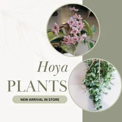We are excited to have Hoya plants back in stock. Known for their waxy leaves and fragrant, star-shaped flowers, they are a beautiful trailing plant for any home.