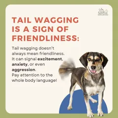 While a wagging tail can mean happiness, it can also signal anxiety or even aggression. We teach you to understand your dog's complete body language to better interpret their feelings and needs.