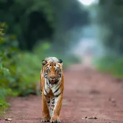 Ganesh, the T-120 tiger, confidently striding down a jungle path in Ranthambhore. The soft, diffused background helps the subject stand out, creating a classic portrait.