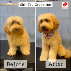 This before-and-after shot of a Shih Tzu shows how a good grooming session can completely change your pet's look and mood. After the trim, this dog looks happier and more comfortable.