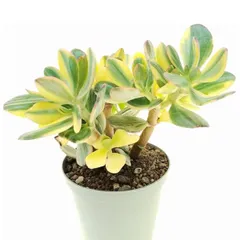 The Crassula Sunset Jade plant is known for its beautiful leaves that have yellow and pink edges, resembling a sunset. It's a stunning variety of the classic lucky jade plant.