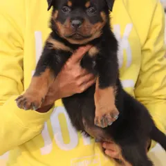 Holding one of my male Rottweiler puppies to show his size and healthy condition. He is available for a new home in Delhi.