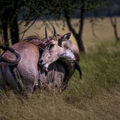 A Nilgai, or Blue Bull, contorts itself to scratch an itch in a grassy field. This candid shot captures a common, relatable behavior and shows the animal's flexibility and power.