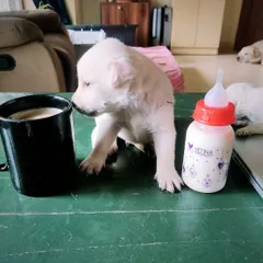 The reality of fostering a litter of puppies. Sometimes your morning coffee gets mixed up with the puppy formula. It's a messy, chaotic, but incredibly rewarding job to help these little ones get the best start in life.