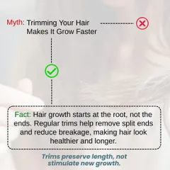Myth: Trimming your hair makes it grow faster. Fact: Hair growth starts at the root, not the ends. Regular trims are important because they remove split ends and reduce breakage, which makes hair appear healthier and longer, but they don't stimulate new growth from the scalp.