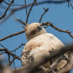 An intense close-up of a Changeable Hawk Eagle, photographed in Tadoba Andhari Tiger Reserve. The sharp detail in its eyes and feathers was achieved using a 500mm telephoto lens, allowing me to capture its powerful gaze from a distance.