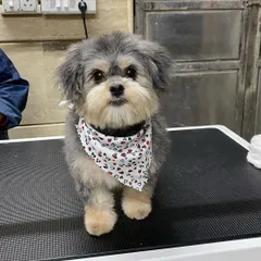 Little Karma, a Shih Apso puppy, looking absolutely adorable after her gentle introductory groom. She was a superstar.