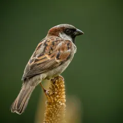 A common House Sparrow, often overlooked but beautiful in its own right. This portrait on a millet stalk highlights the intricate brown patterns on its feathers.