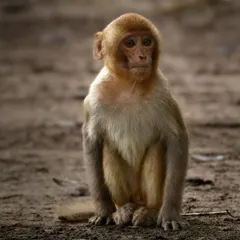 The hilariously relatable expression of a young Rhesus Macaque in Dudhwa, looking like it forgot what its mom sent it to the store for.