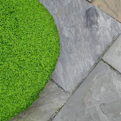 A close-up detail showing the contrast between smooth, grey stone pavers and a vibrant green groundcover. We pay close attention to the details of how different textures and colors meet.