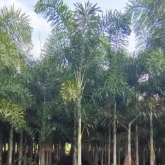 A view down a row of Fishtail Palms, named for their unique jagged-edged leaves. They add a lush, exotic feel to any setting.