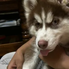 A close-up of Ghost the Husky, one of the wonderful dogs I've hosted. I make sure to give each pet individual attention, getting to know their unique personality during their stay at my home-style boarding facility.
