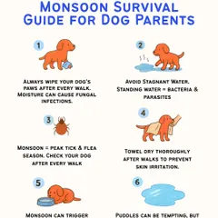 Monsoon means more fun in the mud, but also more risks. This survival guide covers everything from wiping paws to avoid infections to checking for ticks after every walk.