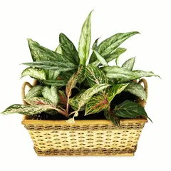 This woven basket is filled with a variety of Aglaonema, or Chinese Evergreen, plants. With their patterned leaves in shades of green, pink, and red, these arrangements make for a beautiful and low-maintenance gift that brightens any indoor space.