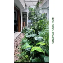 A close-up of a lush green moment we created in a residential side yard. We layered various plants with different leaf textures and shades of green, like peace lilies and palms, alongside a pebble bed to create a dense, tropical feel.