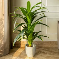 This artificial dracaena plant offers lush, vibrant green leaves with subtle yellow edges. It's a perfect way to add a touch of tropical greenery to your living space, no green thumb required.