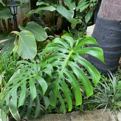 A healthy Monstera leaf unfurling in an outdoor garden bed. Its vibrant green and unique fenestrations are a sign of a happy, thriving plant.