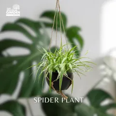 Make use of your vertical space with our hanging planters. This Spider Plant looks fantastic in a simple black hanging pot, adding a cascade of green to any room.