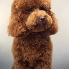 Look at this perfectly coiffed poodle, looking like a true champion. We specialize in breed-specific haircuts that highlight your dog's best features, ensuring a neat, stylish, and comfortable result.