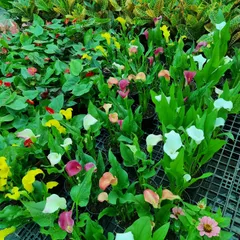 My nursery is stocked with beautiful indoor and outdoor flowering plants like these Calla Lilies. Their unique, trumpet-shaped flowers come in a variety of colors to match any decor.