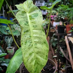 Growth is key, no matter how slow. This Philodendron Paraiso is steadily developing its beautiful speckled variegation, a true reward for patience.