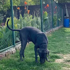 A Great Dane sniffing peacefully in his own secure area. For dogs that need solitude, we provide dedicated spaces where they can relax without the stress of interacting with other dogs.