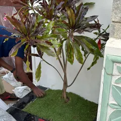 Our team laying a small patch of artificial grass around a newly planted tree. This type of detailed hardscaping work, combining different materials, adds a clean and modern finish to a garden bed.
