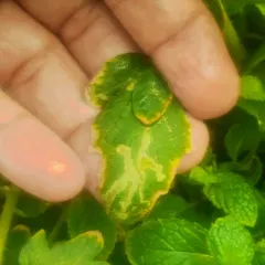 Those squiggly lines are the work of a leaf miner, a larva that eats the leaf from the inside. We'll show you the best way to handle this: simply snip off the affected part of the leaf to stop it from spreading.