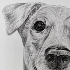 A macro shot of the dog's eye in the sketch. This level of detail, capturing the reflection and fur texture, is what brings a portrait to life.