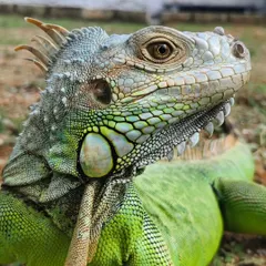 Another beautiful shot of the iguana, showing off its amazing colors and textures.
