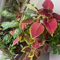 The vibrant colors of a Coleus plant next to a Dieffenbachia. Choosing plants with contrasting foliage is a great way to create visual interest in your indoor or balcony garden arrangement.