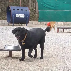 A black Labrador stands near our play tunnel and a raised water station. Our park is designed for both active fun and convenient access to hydration.