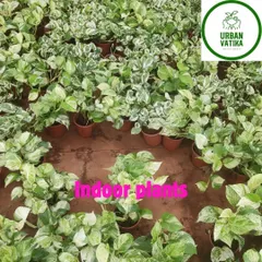 A sea of variegated Money Plants in our nursery, ready to find new homes.