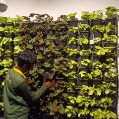 A vertical garden, or 'living wall', is a fantastic way to bring greenery into a small space. Here, you can see me carefully placing plants into a modular vertical frame, creating a beautiful pattern with different leaf textures and colors.