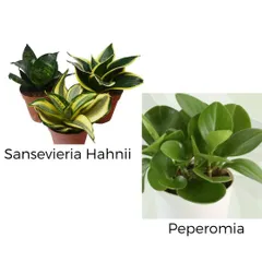 For smaller spaces, we recommend the compact Sansevieria Hahnii, also known as the Bird's Nest Snake Plant, and the lush, round-leafed Peperomia. Both are excellent low-light tolerant plants.