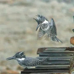 A Crested Kingfisher pair interaction, capturing the split-second moments of their courtship behavior. Such sequences are a testament to the patience required in wildlife photography.
