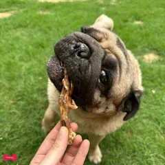 This adorable pug is enjoying one of my Dried Chicken Feet. Packed with glucosamine, chondroitin, and calcium, these chews are a tasty way to support your dog's bone, joint, and dental health.