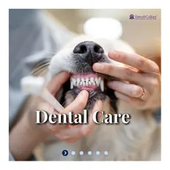 A healthy smile is a sign of overall wellness. This image highlights the focus of our dental care services, showing a dog with perfectly clean teeth. We offer comprehensive oral health solutions, from routine checkups to advanced scaling procedures.