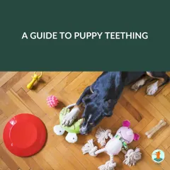 Puppy teething is a natural but often challenging phase. This guide covers what to expect and how to manage it.