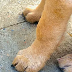 Healthy paws are happy paws. A close-up of freshly trimmed nails and clean paws on a Golden Retriever. Our full grooming service includes essential nail care to prevent discomfort and mobility issues.